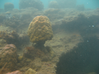 Coral reefs lose their structure in acidified conditions, like near the volcanic vents in Papua New Guinea. (Photo courtesy: Bayden Russell, The Swire Institute of Marine Science, The University of Hong Kong).”